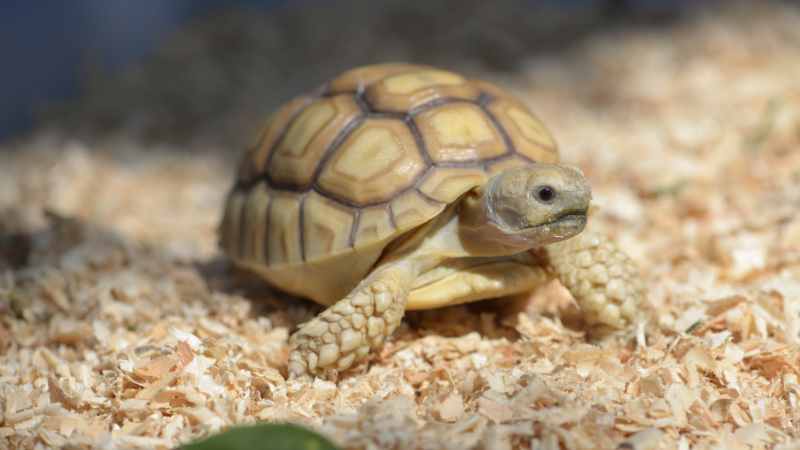 Gopher Tortoise Florida
