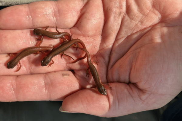 Fish & Wildlife Research Team Discovers Newts are Plentiful in Flagler County, Florida.