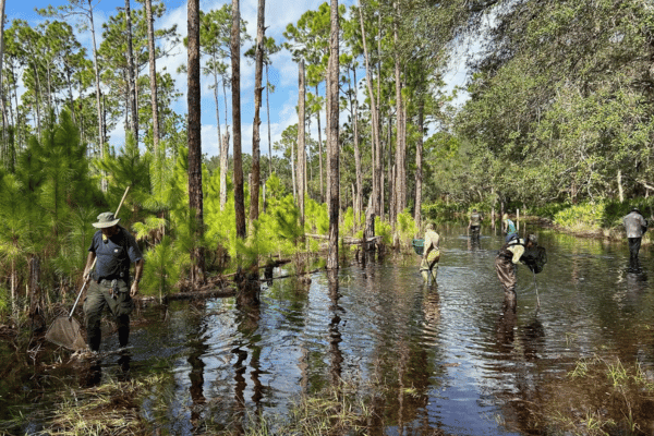 The Fish and Wildlife Research Institute (FWRI), the research division of the Florida Fish and Wildlife Conservation Commission (FWC), conducts scientific monitoring and ecological studies in Flagler County