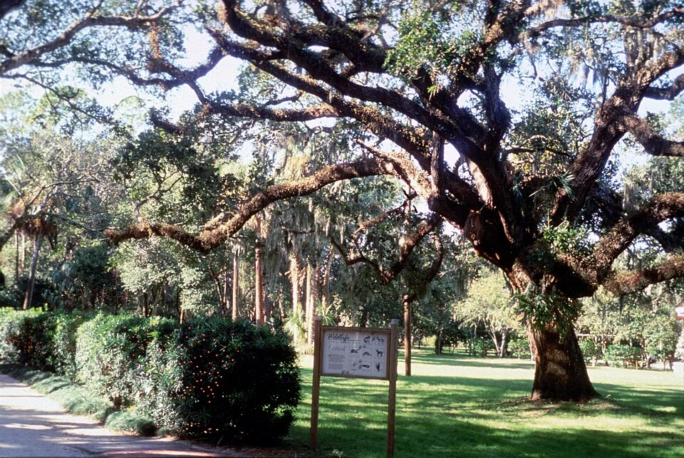 Coquina rocks at Washington Oaks Gardens State Park