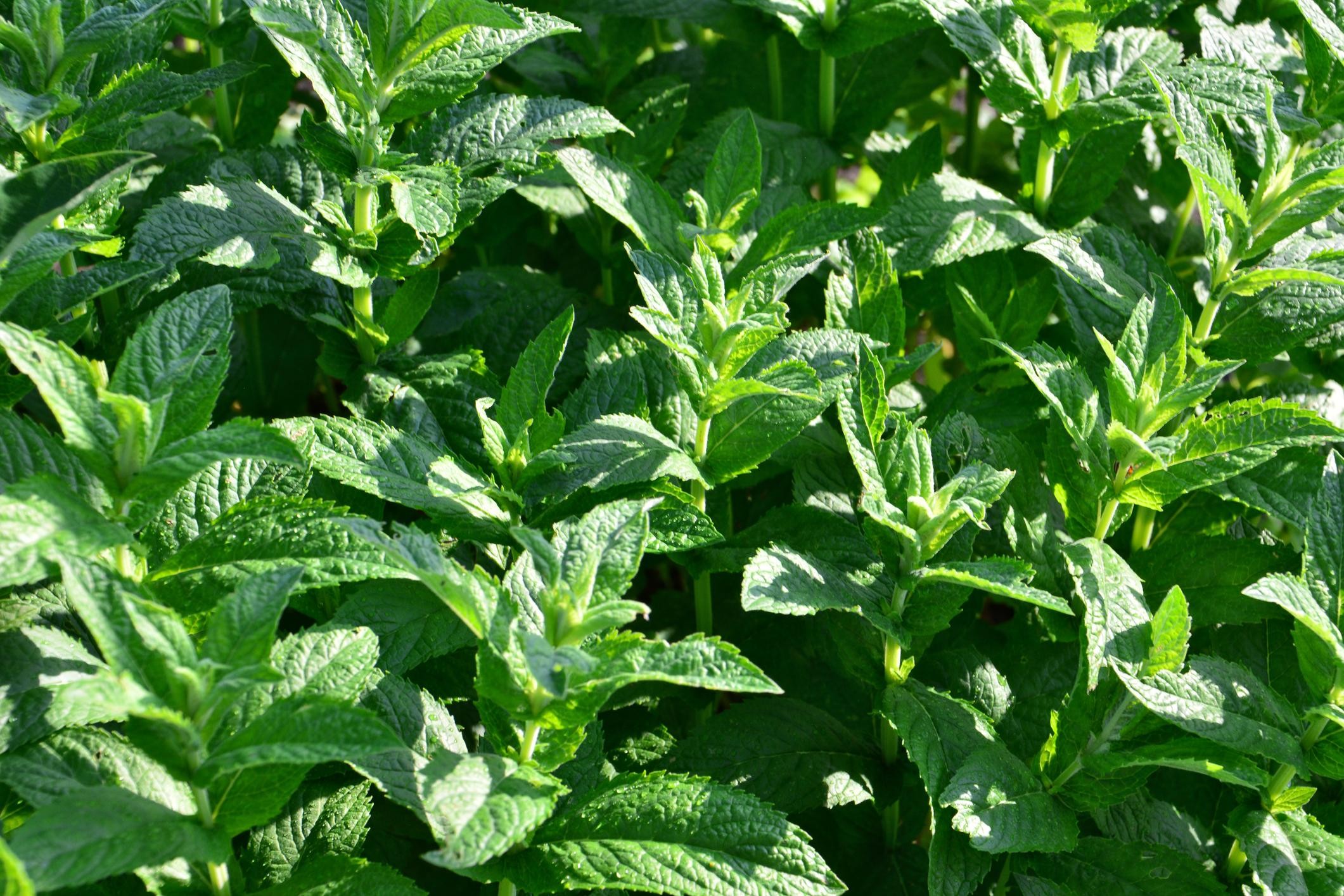 mint Palm Coast Local