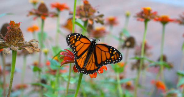 Registration Required Jan 17, 2026 Park Fee Entry Only |  Palm Coast Local Events